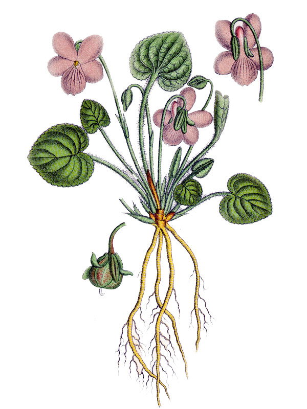 Viola collina