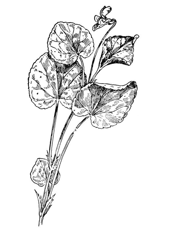 Viola conspersa