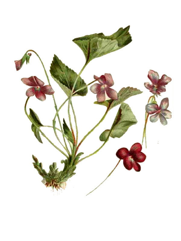 Viola cucullata