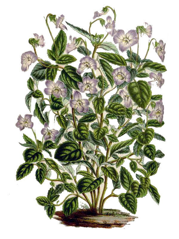 Viola dombeyana