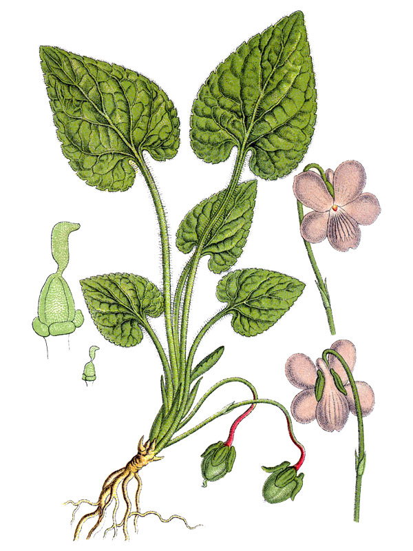 Viola hirta