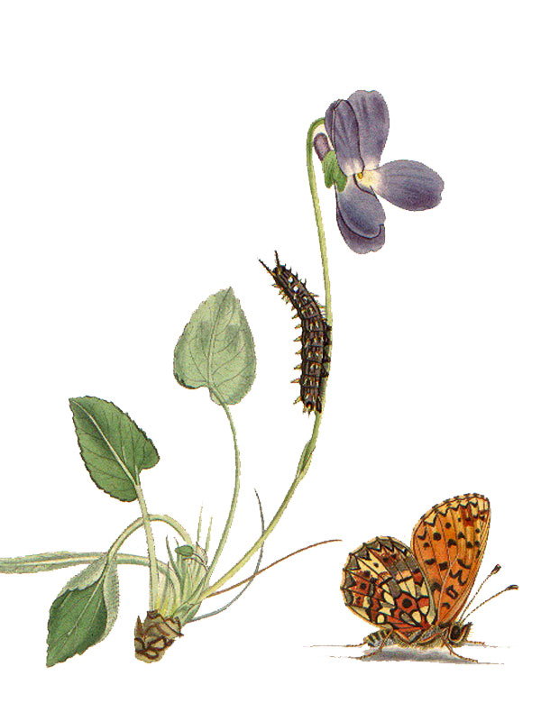 Viola hirta