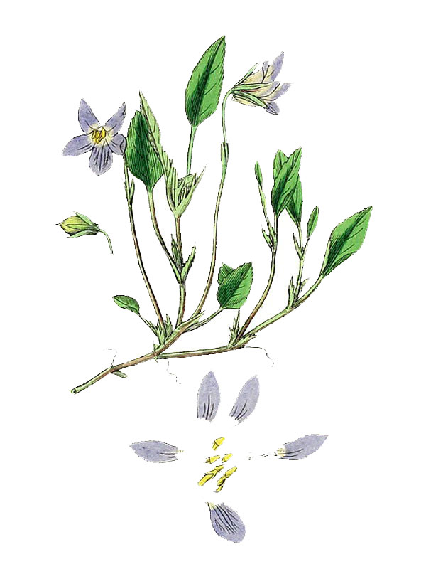 Viola lactea