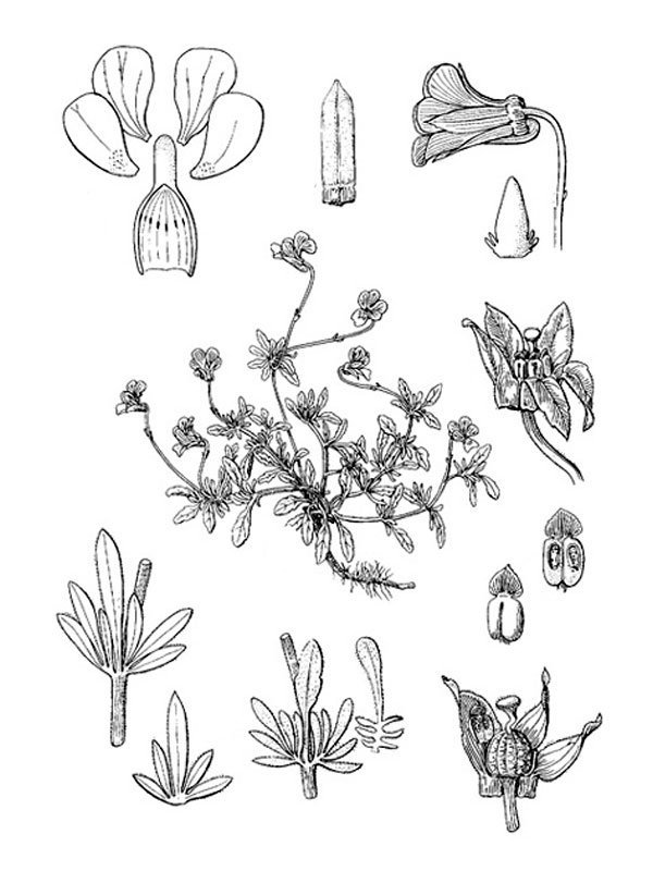 Viola langeana
