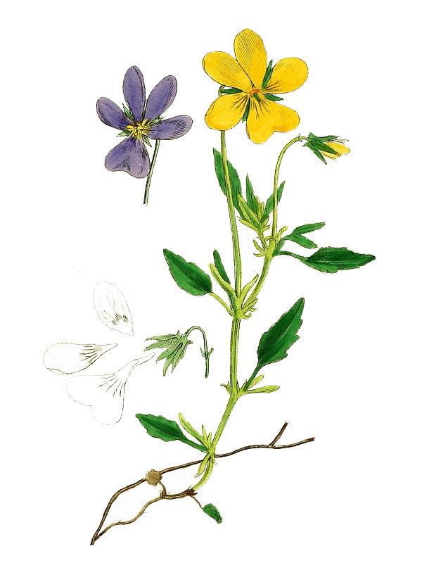 Viola lutea