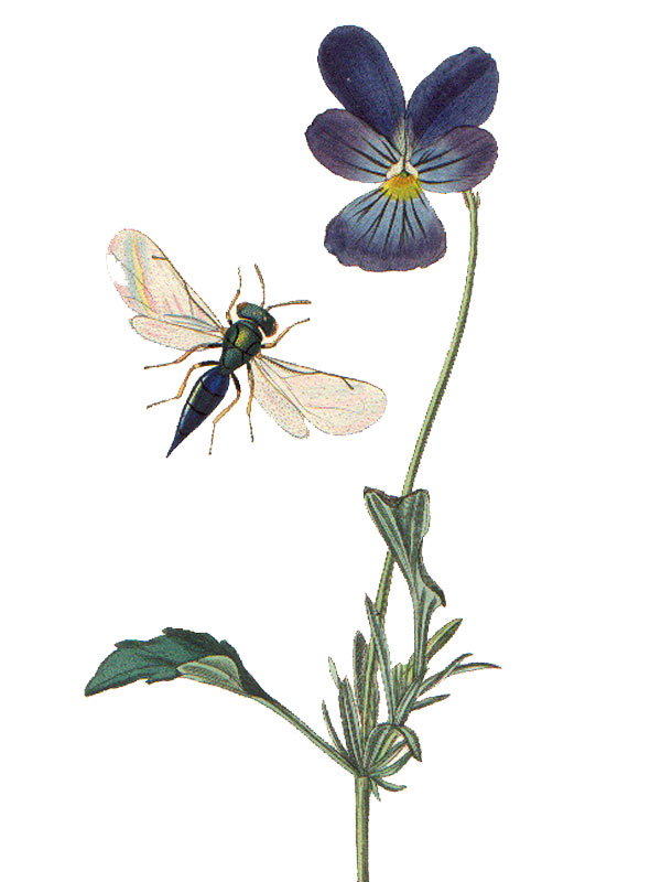 Viola lutea