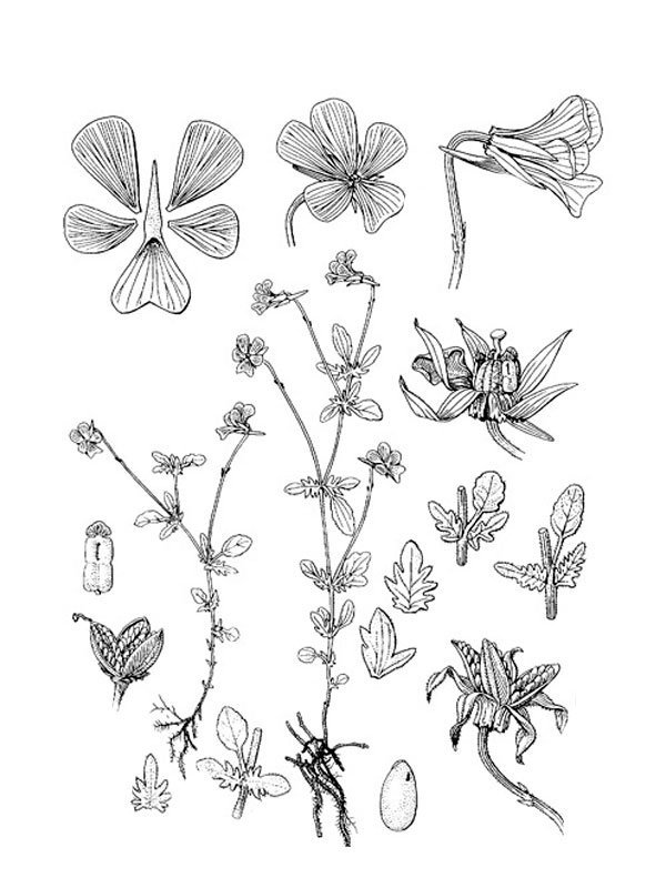 Viola montcaunica