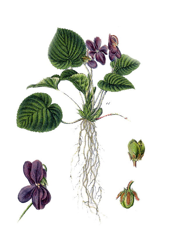 Viola odorata