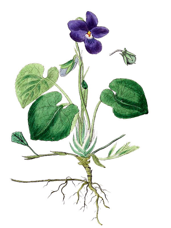 Viola odorata