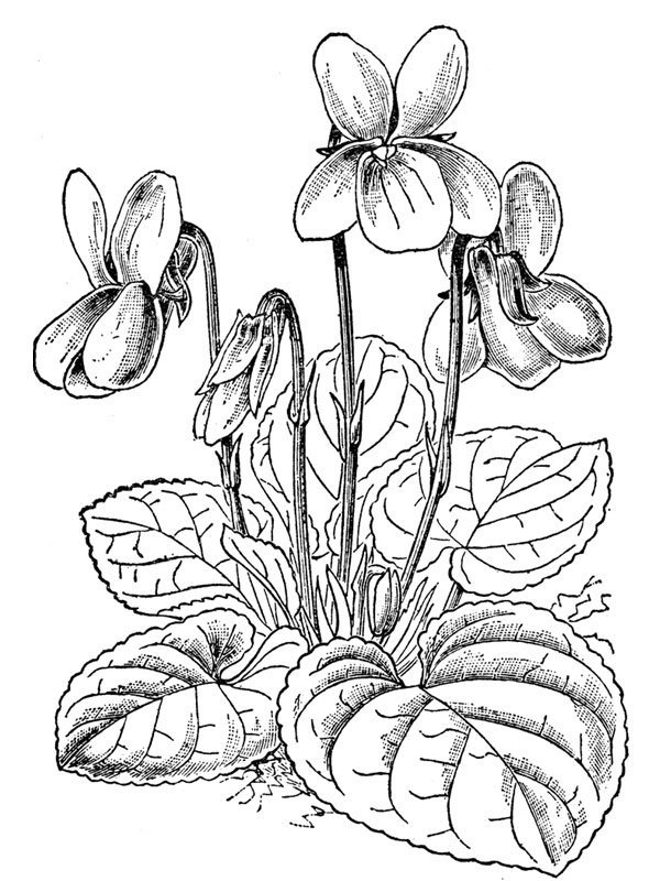 Viola odorata