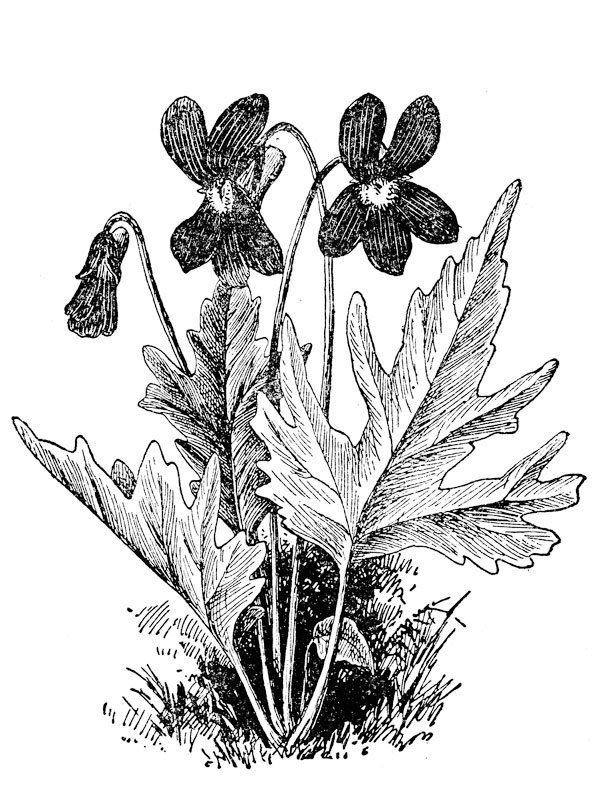 Viola palmata