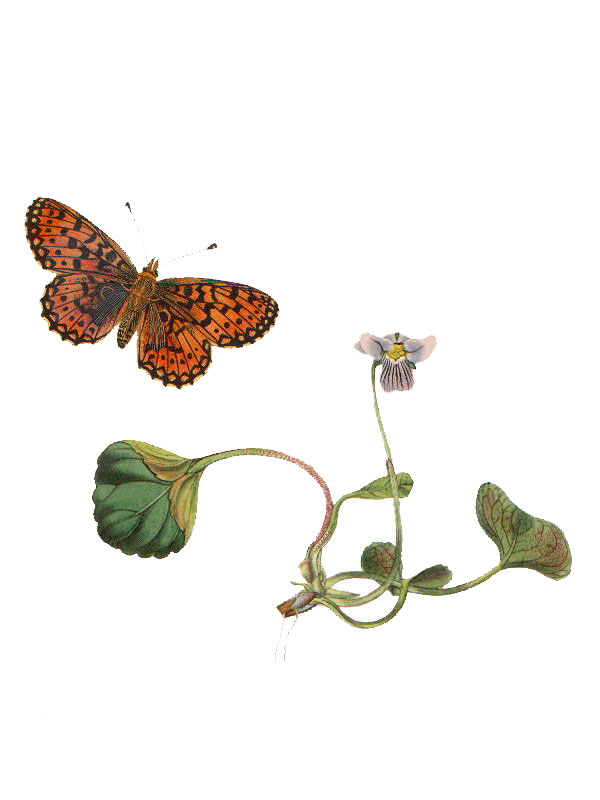 Viola palustris