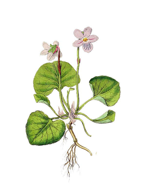 Viola palustris