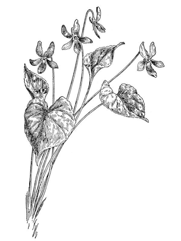Viola papilonacea