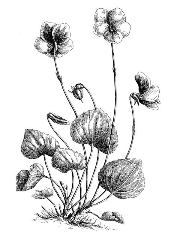 Viola pedunculata