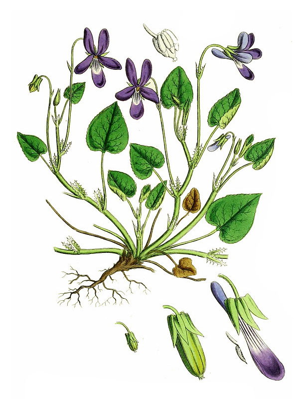 Viola reichenbachiana