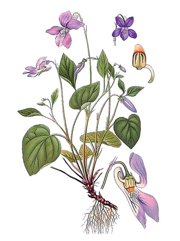 Viola riviniana