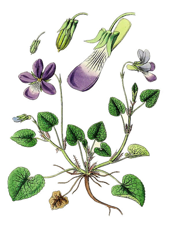Viola riviniana