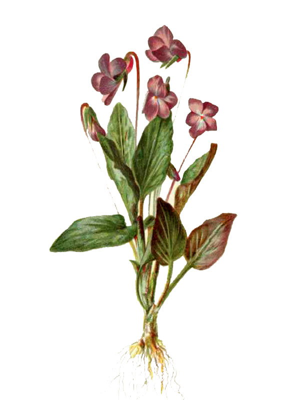 Viola sagittata