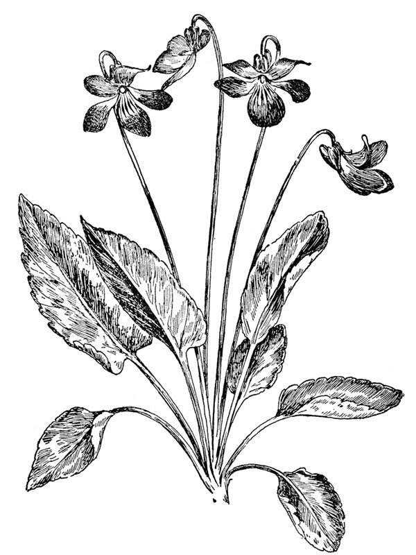 Viola sagittata
