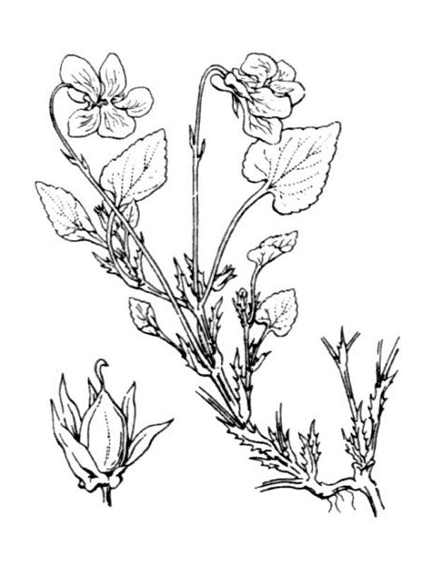 Viola selvatica