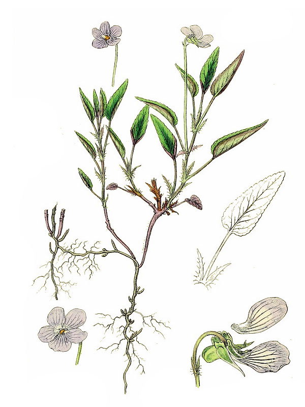 Viola stagnina