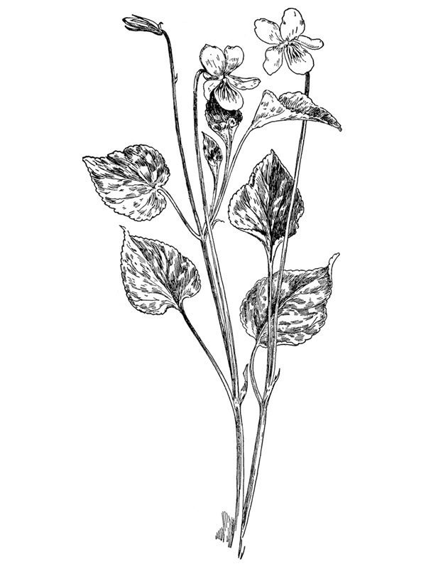 Viola striata