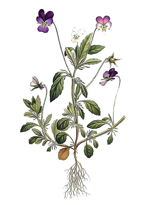 Viola tricolor