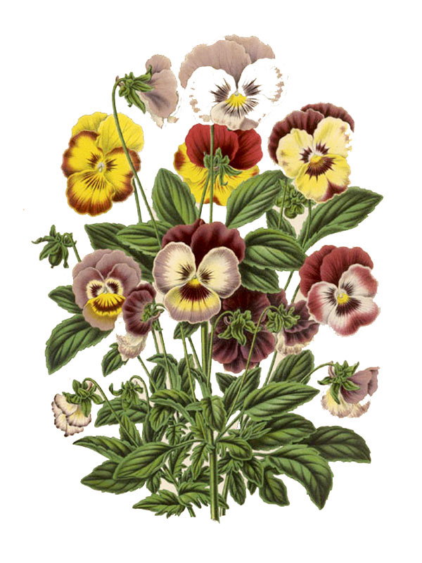 Viola tricolor