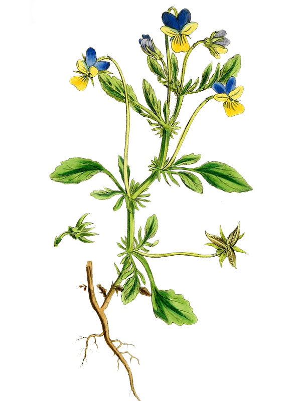 Viola tricolor