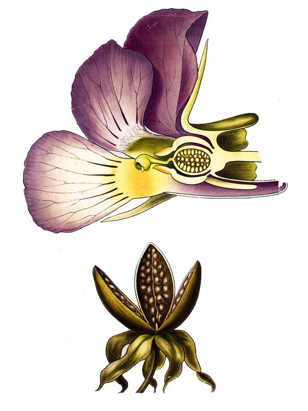 Viola tricolor