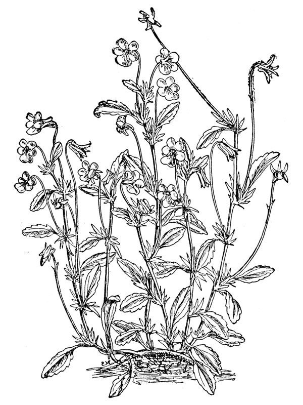 Viola tricolor