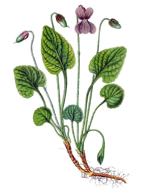 Viola uliginosa