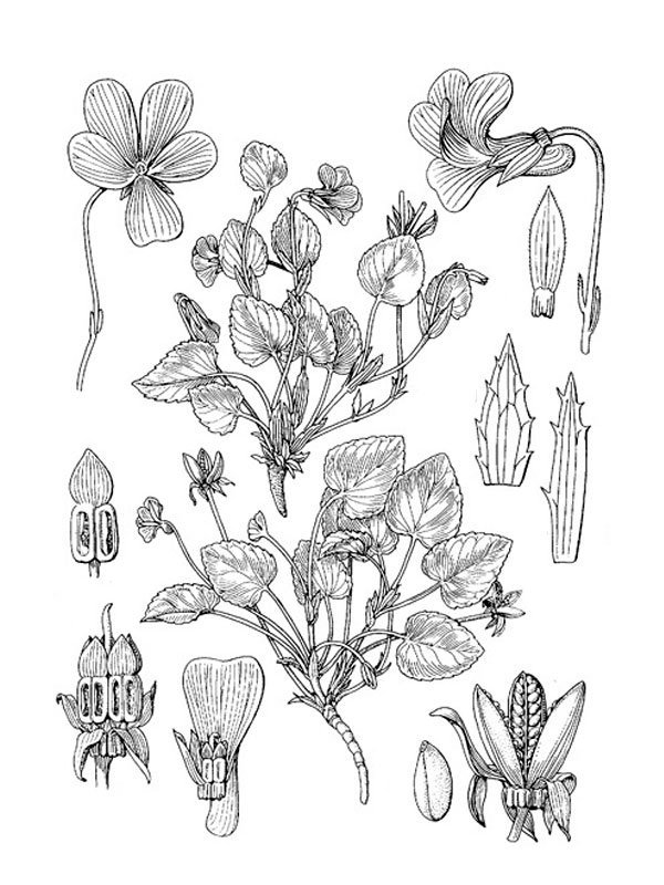  Viola willkommii