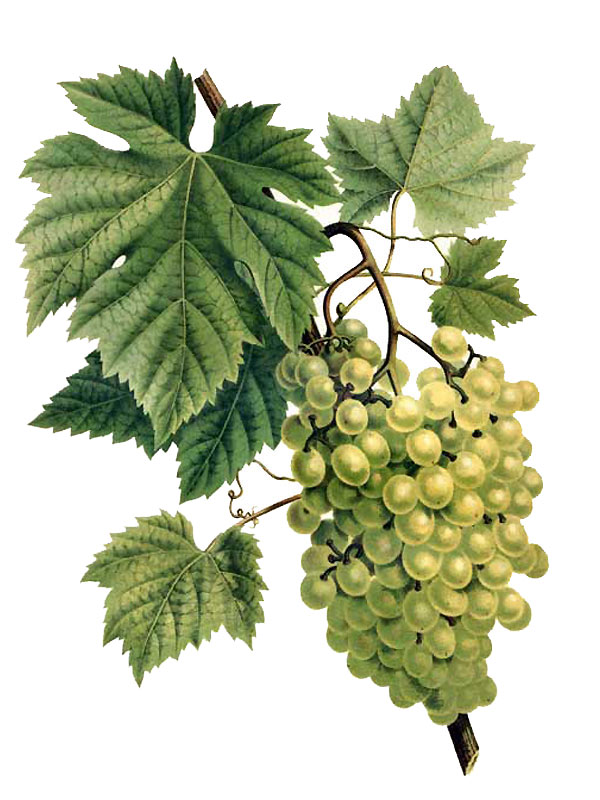 Vitis vinifera