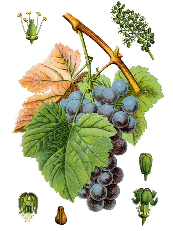 Vitis vinifera
