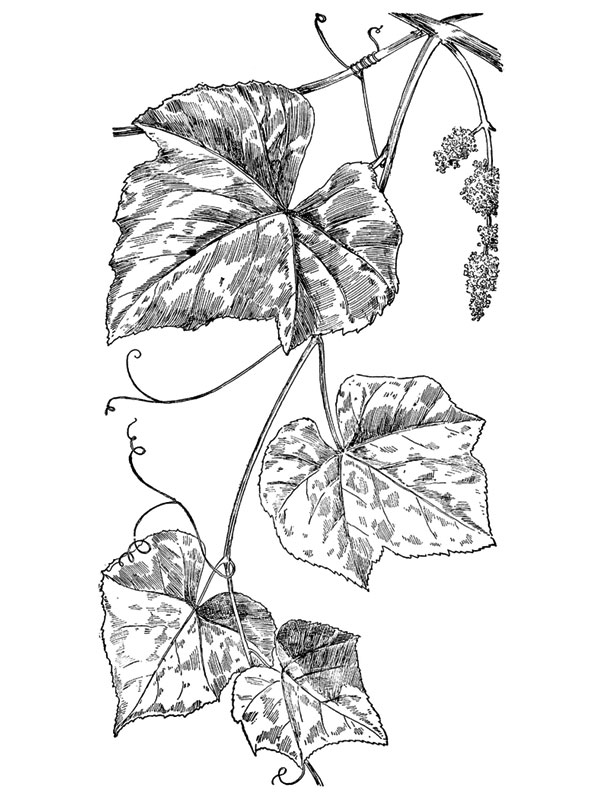 Vitis vinifera