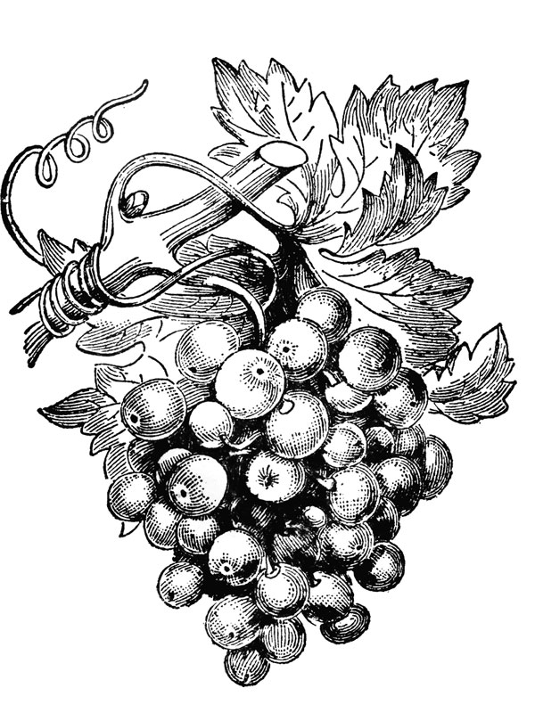 Vitis vinifera
