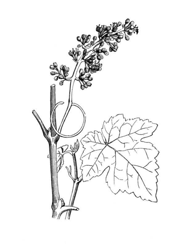Vitis vinifera