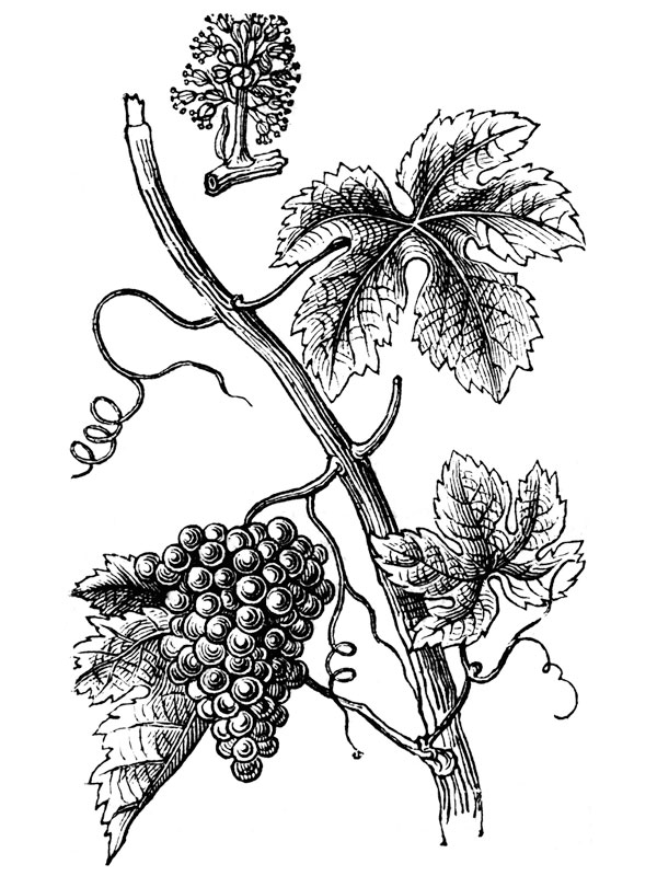 Vitis vinifera