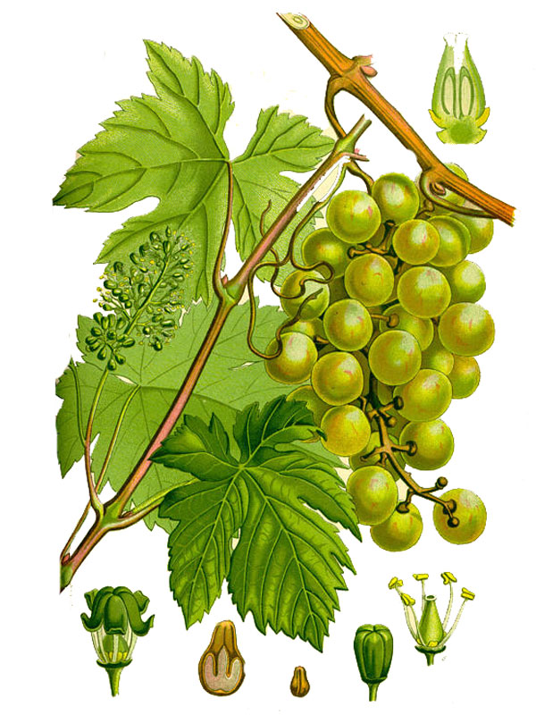Vitis vinifera
