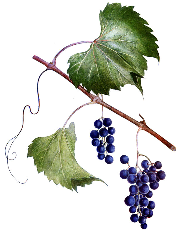Vitis vinifera