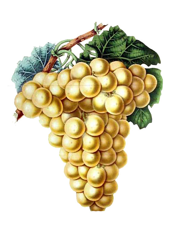Vitis vinifera