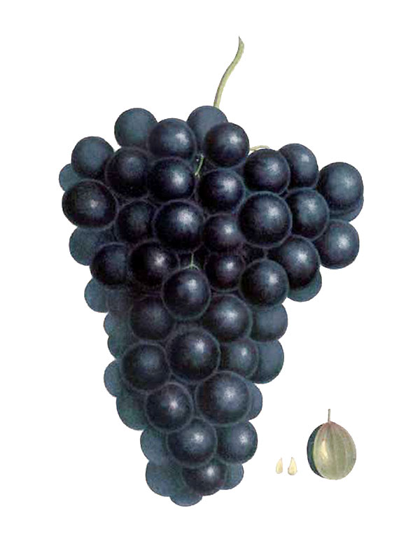 Vitis vinifera