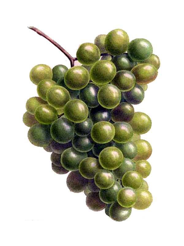 Vitis vinifera