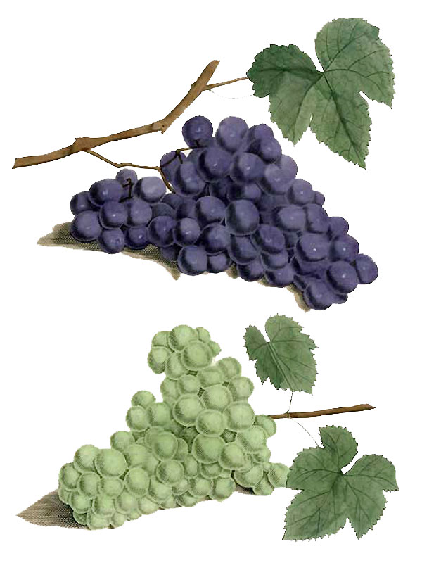Vitis vinifera
