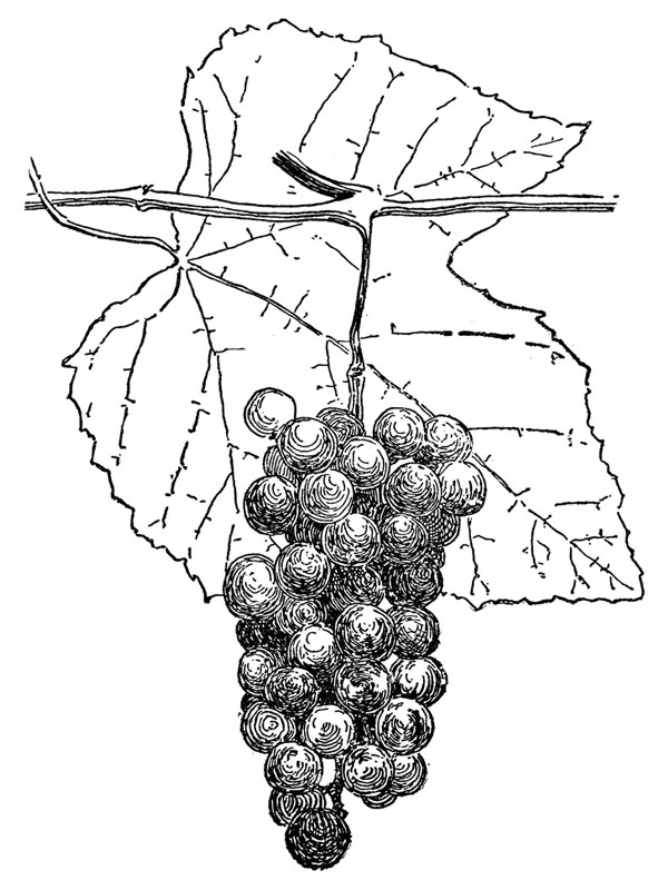 Vitis vinifera