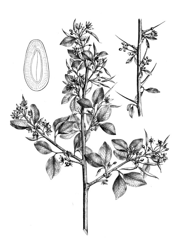 Balanites aegyptiaca