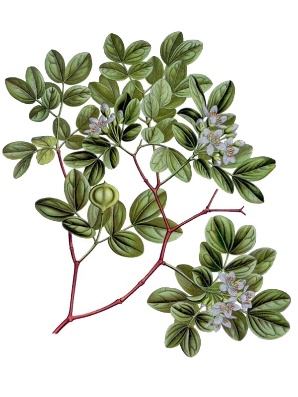 Bulnesia sarmienti