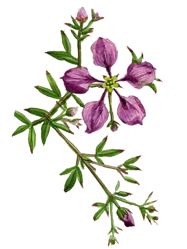 Fagonia cretica